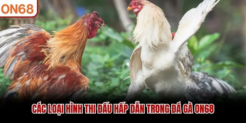 Các loại hình thi đấu hấp dẫn trong Đá Gà ON68