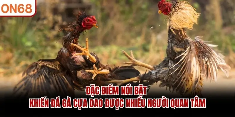Đặc điểm nổi bật khiến đá gà cựa dao được nhiều người quan tâm