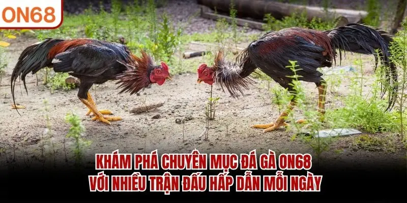 Khám phá chuyên mục Đá Gà ON68 với nhiều trận đấu hấp dẫn mỗi ngày